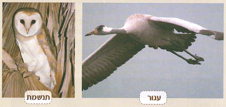 (בספר שש תמונות, היעזר במנחה)